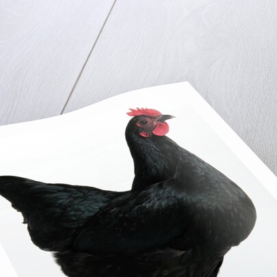 Langshan Bantam by Anonymous