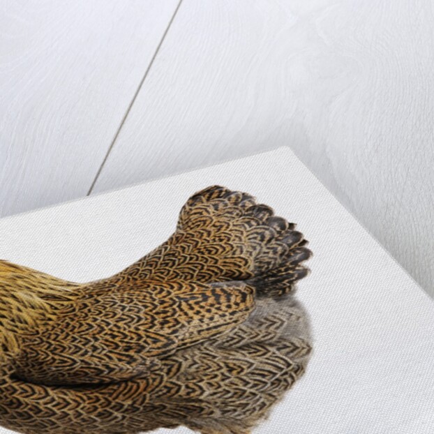 Wyandotte by Anonymous