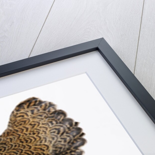 Wyandotte by Anonymous