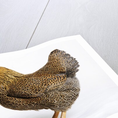 Wyandotte by Anonymous