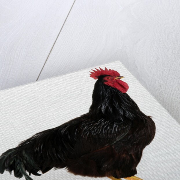 Rhode Island Red by Anonymous