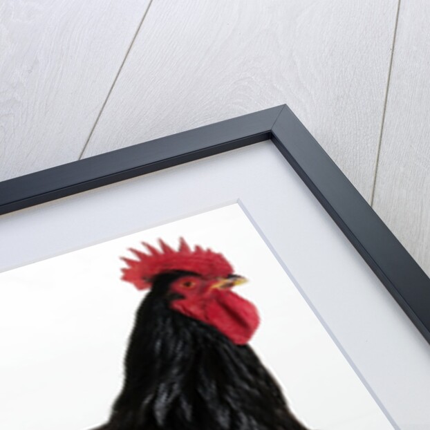Rhode Island Red by Anonymous