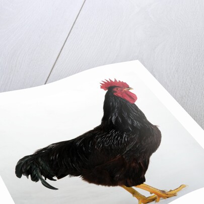 Rhode Island Red by Anonymous