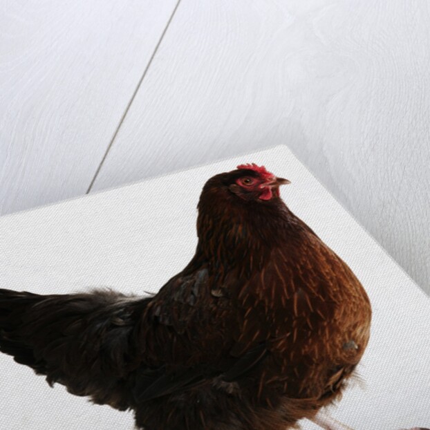 Buckeye by Anonymous