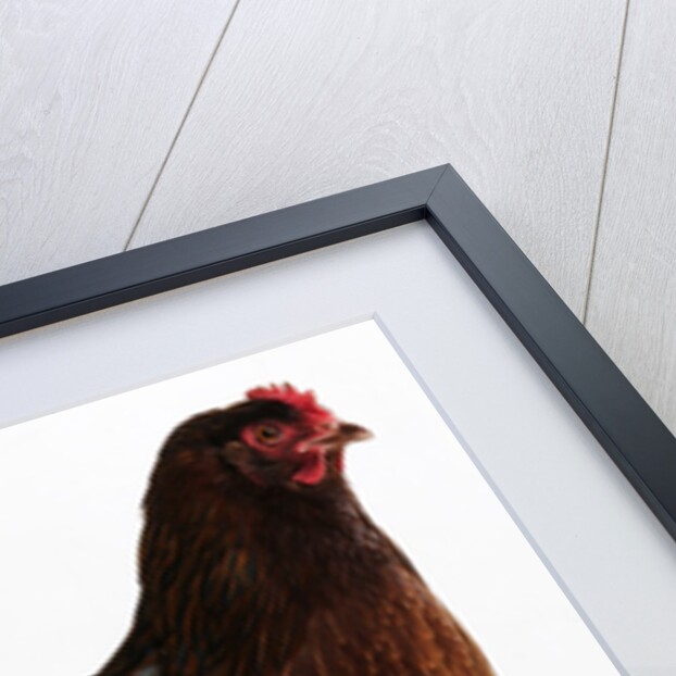 Buckeye by Anonymous