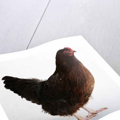 Buckeye by Anonymous