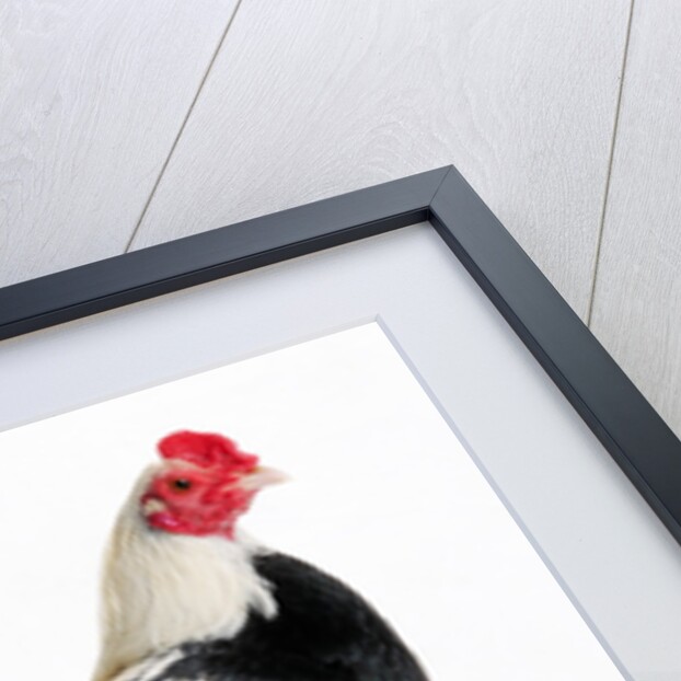 Duckwing OEG Bantam by Anonymous