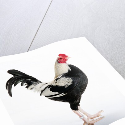 Duckwing OEG Bantam by Anonymous