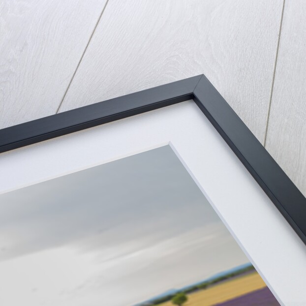 Lavender field around Valensole by Anonymous