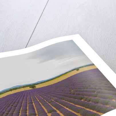Lavender field around Valensole by Anonymous
