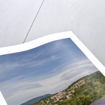 Lavender fields near Aurel by Anonymous