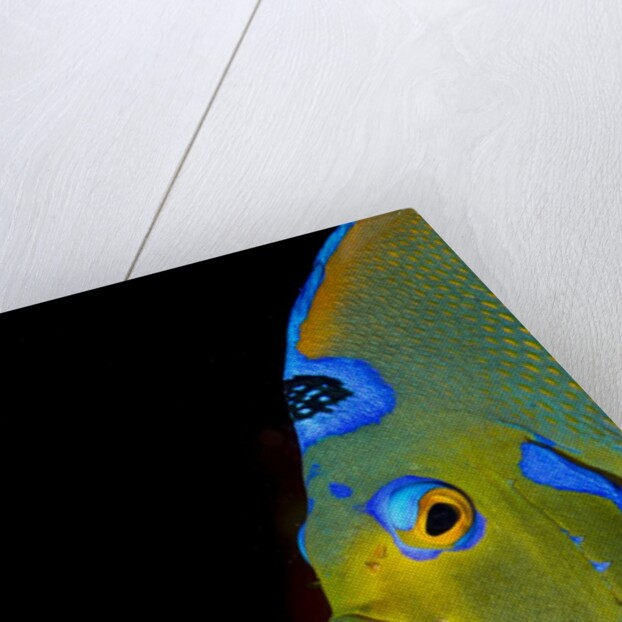 Close-up Queen angelfish. by Anonymous