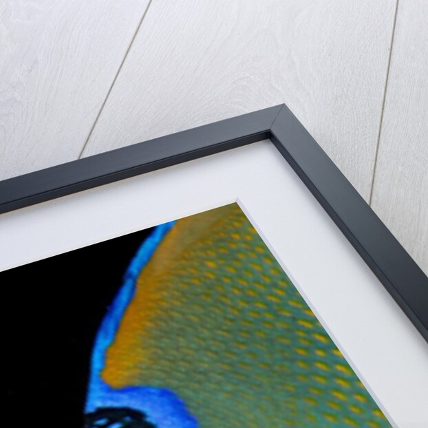 Close-up Queen angelfish. by Anonymous