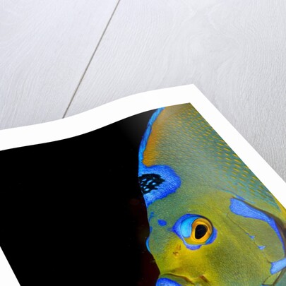 Close-up Queen angelfish. by Anonymous