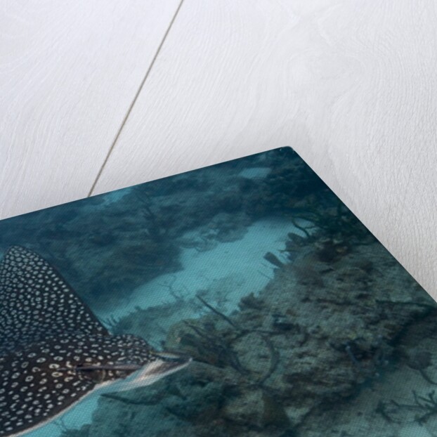 Spotted eagle ray (Aetobatus narinari). by Anonymous