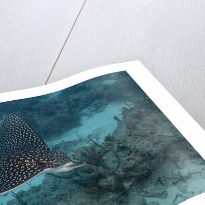 Spotted eagle ray (Aetobatus narinari). by Anonymous