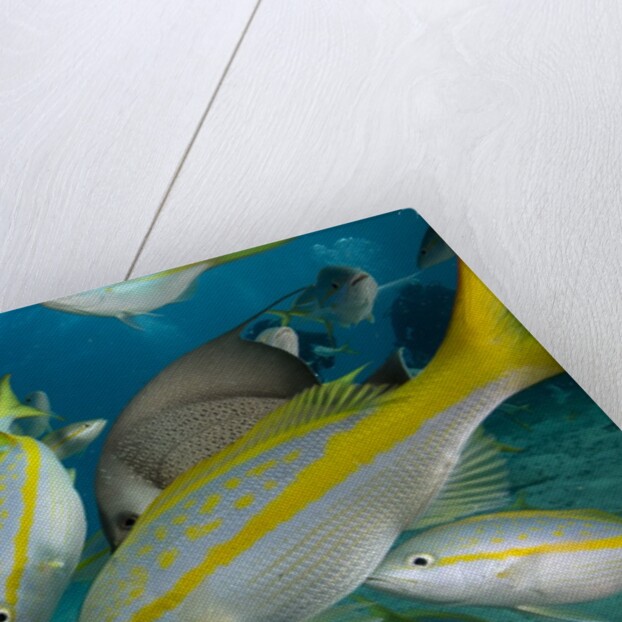 Hand feeding of Saltwater Fish. by Anonymous