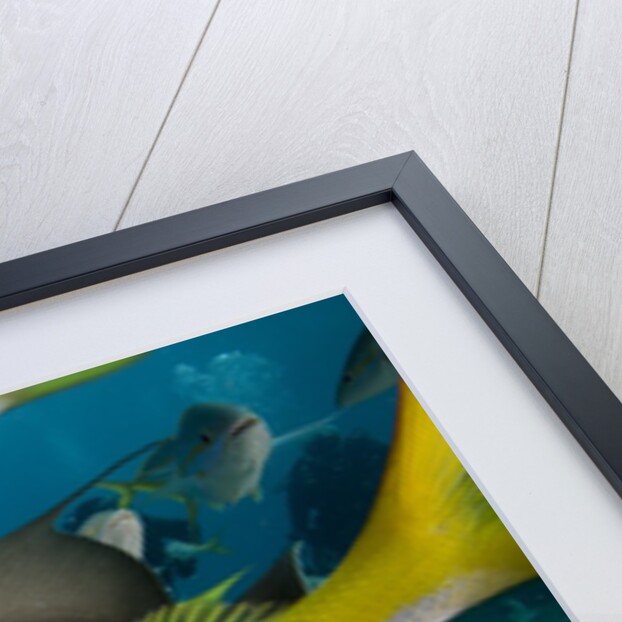 Hand feeding of Saltwater Fish. by Anonymous