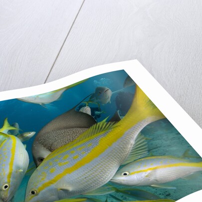 Hand feeding of Saltwater Fish. by Anonymous