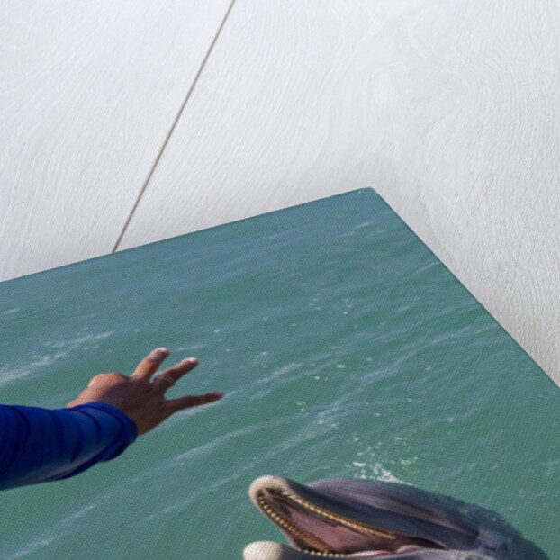 Bottlenose dolphin interacts with Trainer. by Anonymous