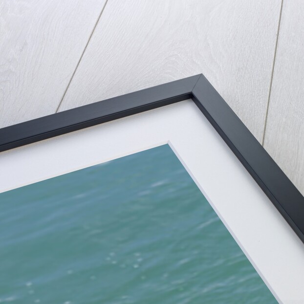 Bottlenose dolphin interacts with Trainer. by Anonymous