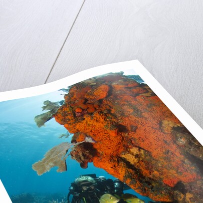Technical diver on coral reef. by Anonymous