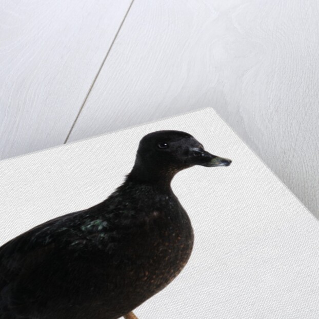 Call Duck by Anonymous