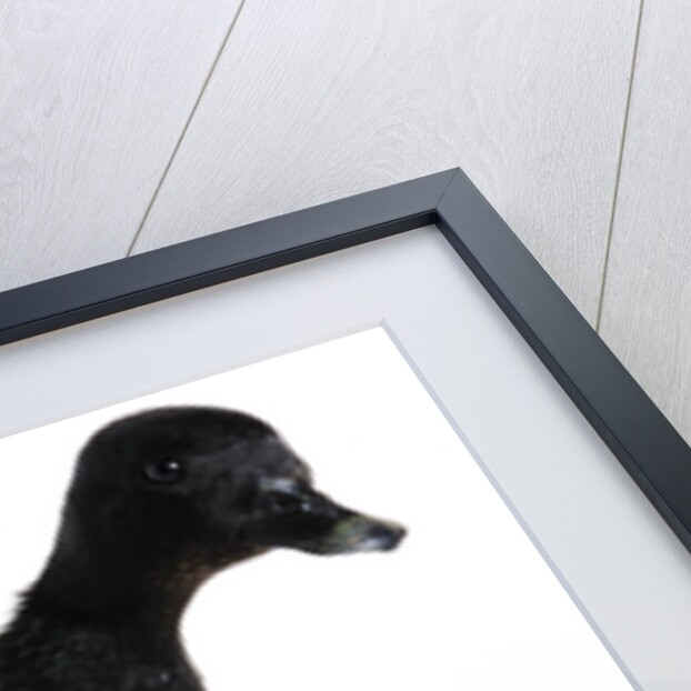 Call Duck by Anonymous