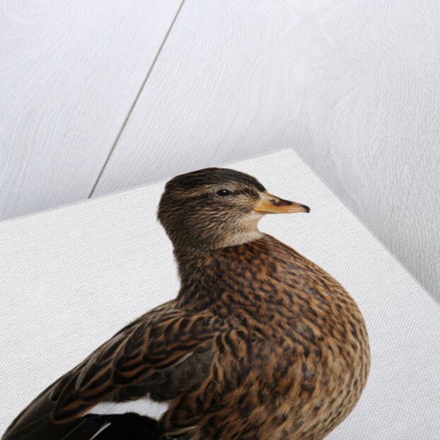 Call Duck by Anonymous