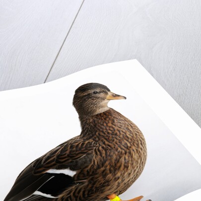 Call Duck by Anonymous