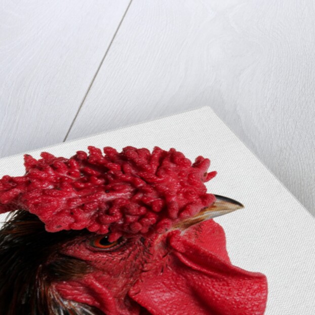 Derbyshire Redcap by Anonymous