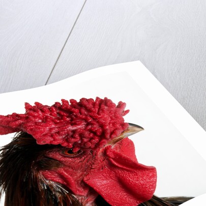 Derbyshire Redcap by Anonymous