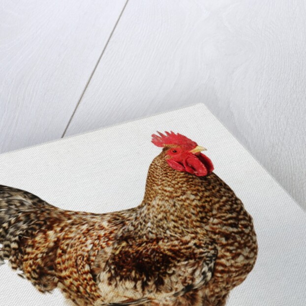 Plymouth Rock by Anonymous