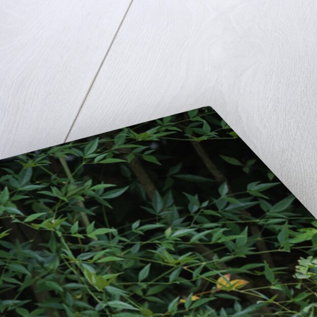 Eastern Cottontail Rabbit by Anonymous