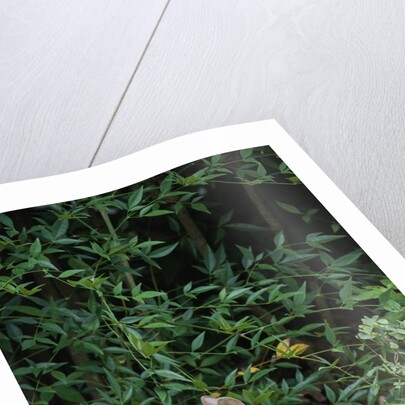 Eastern Cottontail Rabbit by Anonymous