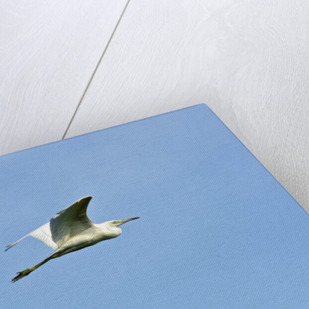 Great Egret by Anonymous