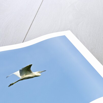 Great Egret by Anonymous