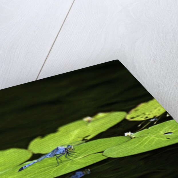 Dragonfly by Anonymous