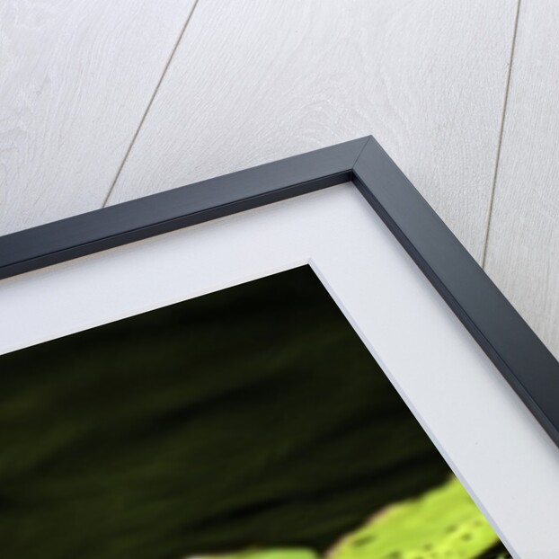 Dragonfly by Anonymous