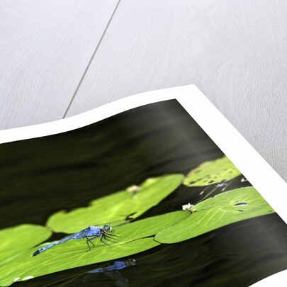 Dragonfly by Anonymous