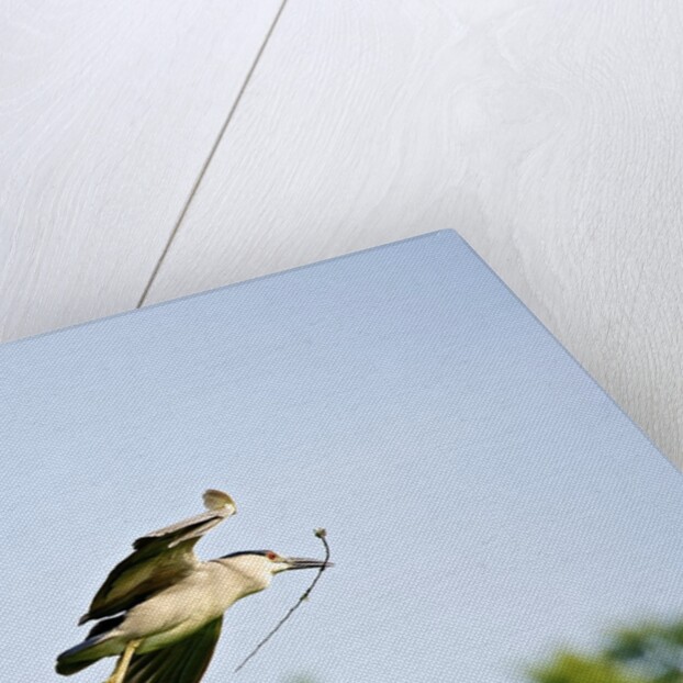 Black-crowned Night Heron by Anonymous