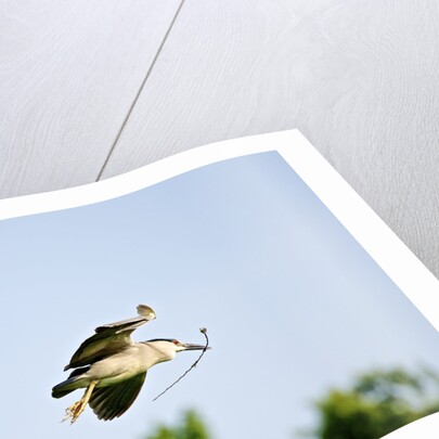 Black-crowned Night Heron by Anonymous