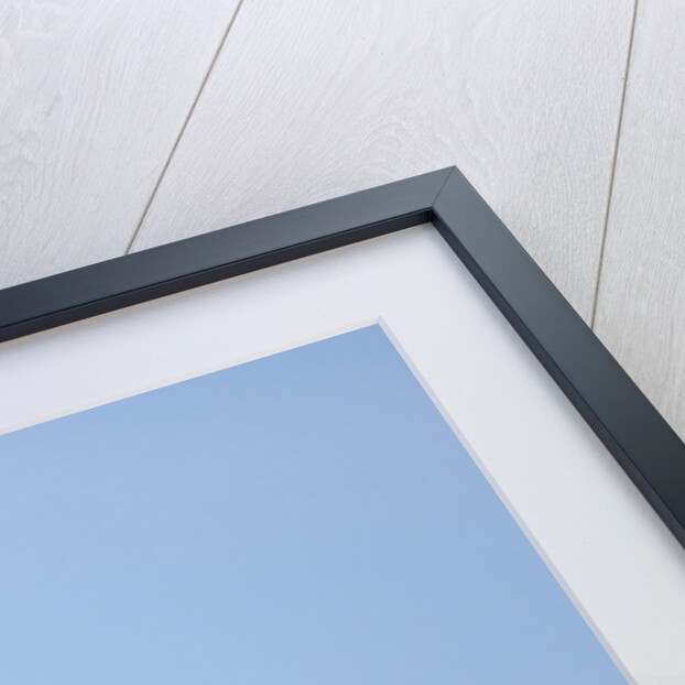 Little Blue Heron by Anonymous