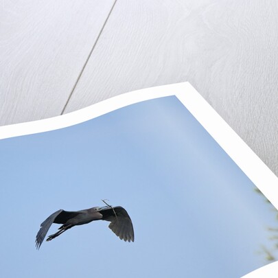 Little Blue Heron by Anonymous