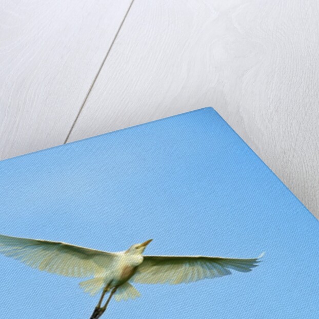 Cattle Egret by Anonymous
