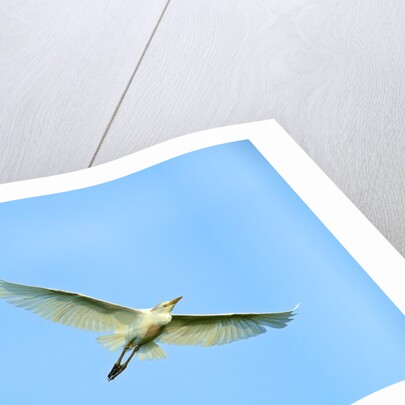 Cattle Egret by Anonymous