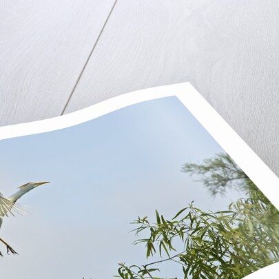 Cattle Egret by Anonymous
