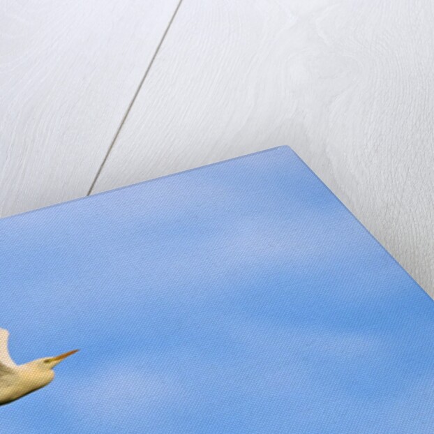 Cattle Egret by Anonymous