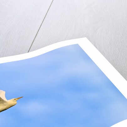 Cattle Egret by Anonymous