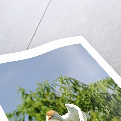 Cattle Egret by Anonymous